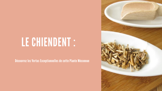 Le Chiendent, Découvrez les Vertus Exceptionnelles - ellesensitive