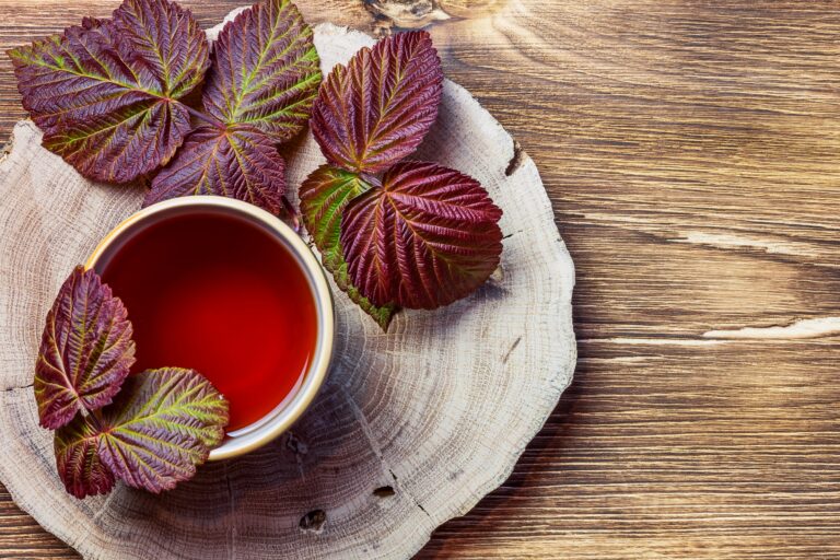 Herbal raspberry leaf tea. Useful antipyretic anti-inflammatory healing drink